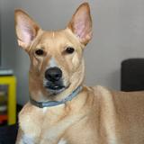 Pancho avatar
