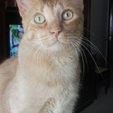 Lauri  avatar