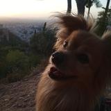 Chester avatar