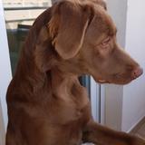 Thor  avatar