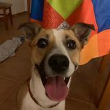Ozi avatar