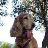 Canela avatar
