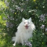Copito avatar