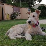 Lola avatar