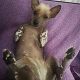 Pelúa avatar