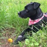 Phoebe avatar