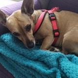 Lola avatar