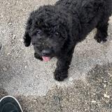 Cooper avatar
