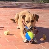 Simba avatar