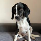 Aussie avatar