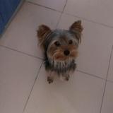 felipe avatar