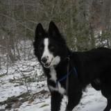Roma avatar
