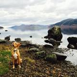 Odie avatar