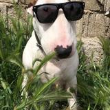 Ozzy avatar