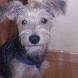 SIRA avatar