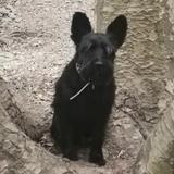ROCCO avatar