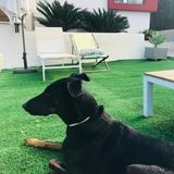 BIMBA QUE ES CRUCE DE DOBERMAN Y GALA ES UN GALGO, AMBAS SON MUY TRANQUILAS avatar