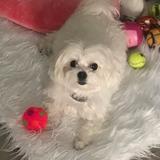 Lola avatar