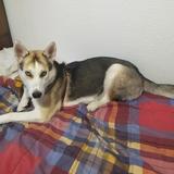 Murphy avatar