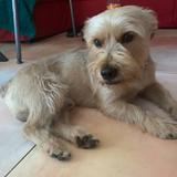Baloo avatar