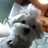 Chispi avatar