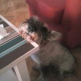 Nicco avatar