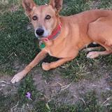 Chusko avatar