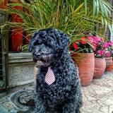 Snoopy avatar