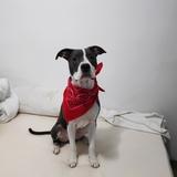 Kiros avatar