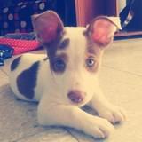 Aldo avatar