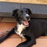 Bagheera avatar