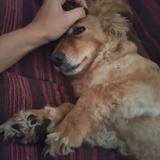 Nala avatar