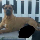 pancho avatar