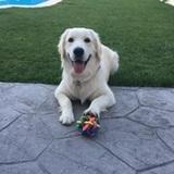 Katta avatar