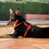 Balto avatar
