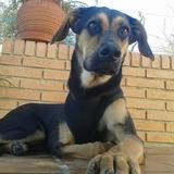Bella avatar