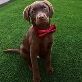 Brownie avatar