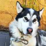 Kody avatar