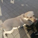 Yaisha avatar
