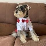 Pilpel avatar