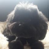 Coco avatar