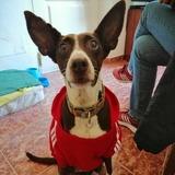 Bombon avatar
