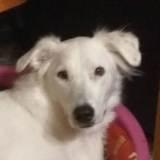 KIBA avatar