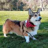 Duco avatar