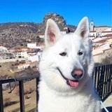 Polvorón avatar