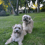 Bono y Ella avatar