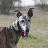 Lola avatar
