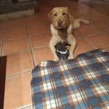 Nala  avatar