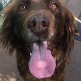 Laila avatar