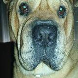 Bruno avatar